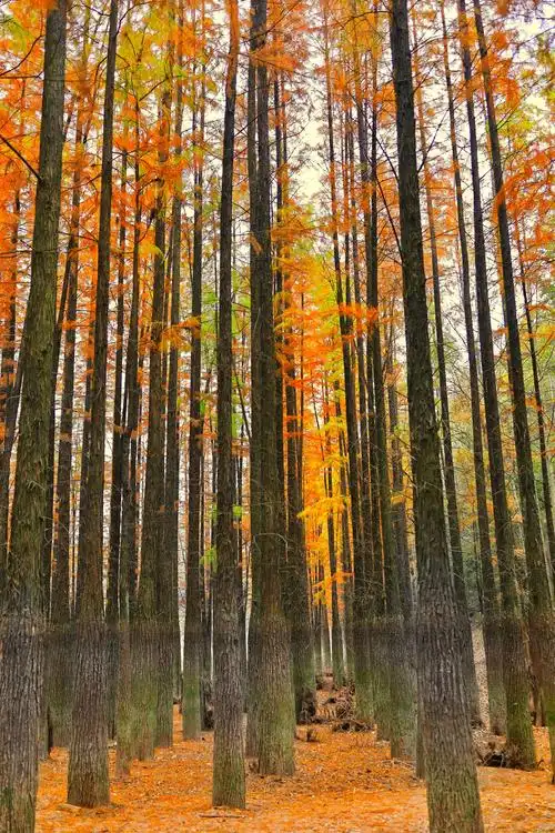 靓丽风景—初冬水杉