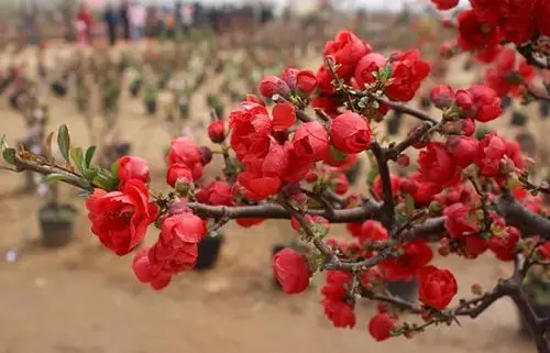 海棠品种【长寿冠海棠】**年宵花 盆栽佳品 室内观赏 适应.