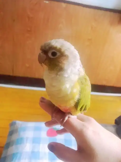 小太阳绿颊鹦鹉鹦鹉00