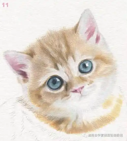 彩铅动物教程小猫咪