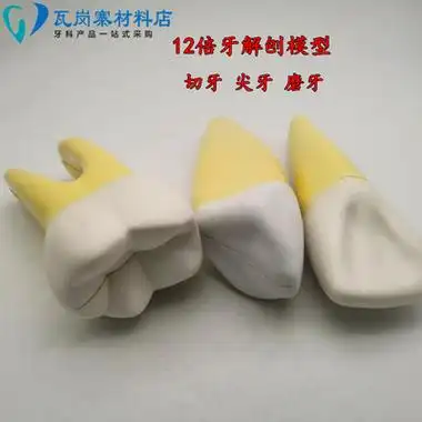 倍牙解剖模型可拆分解牙髓神经牙齿教具切牙尖牙磨牙其它口腔护理设备