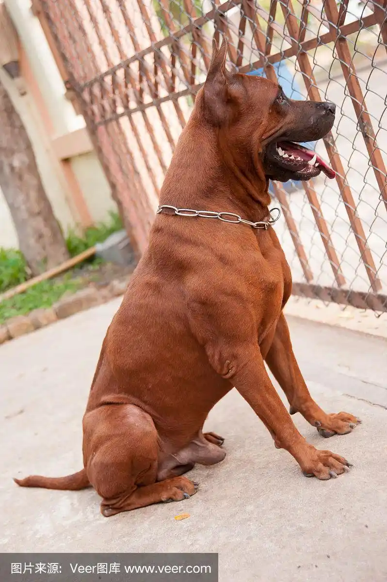 泰国脊背犬的狗