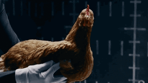 "鸡你太美":欧洲曾用鸡头让狂犬病绝迹