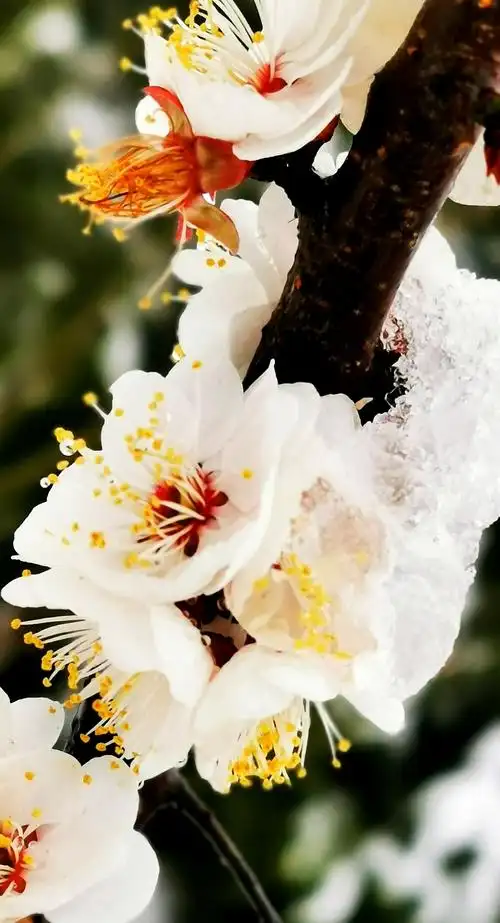 此处正上演一出红梅傲雪的盛景,只见一簇簇红梅,白梅,绿萼梅在冰雪