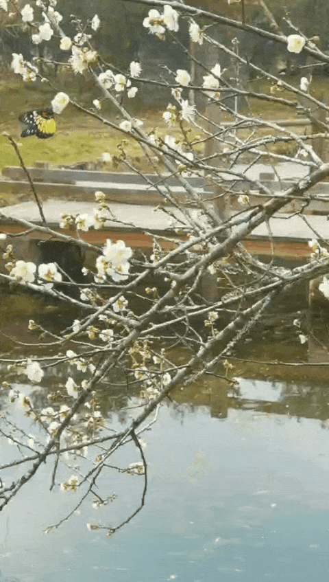 480_847竖版 竖屏gif 动态图 动图