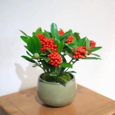 红玉珠盆景年宵花盆栽进口绿植鸿运珠室内高档红果喜庆红珍珠耐寒