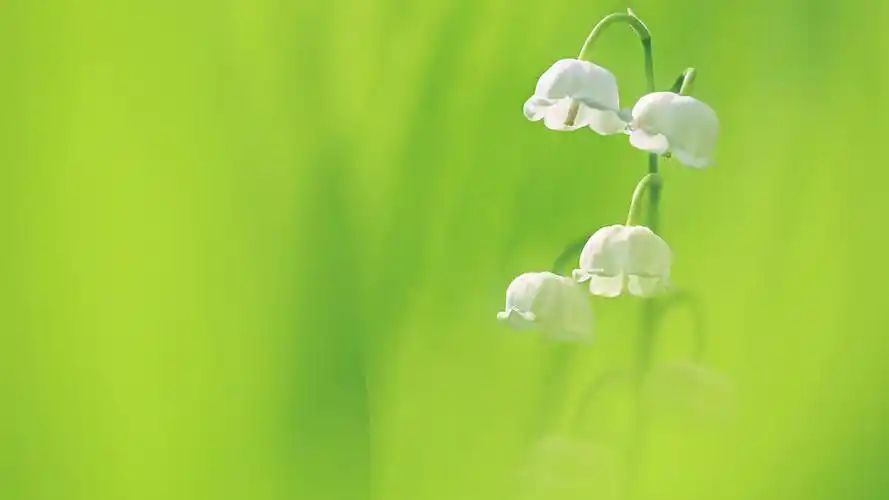 绿色清新护眼铃兰植物摄影高清宽屏壁纸