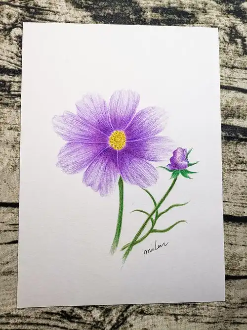 【原创】零基础彩铅30节课|花卉《波斯菊》(04) - 简书