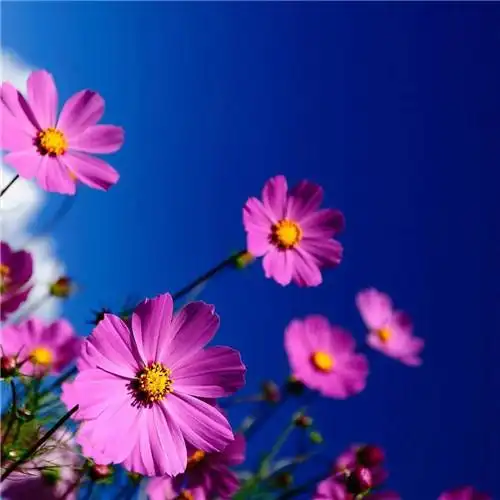 最美格桑花头像图片