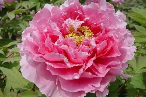 牡丹花会名品赏析 千资牡丹