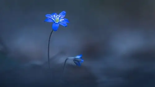 护眼植物小清新摄影图片