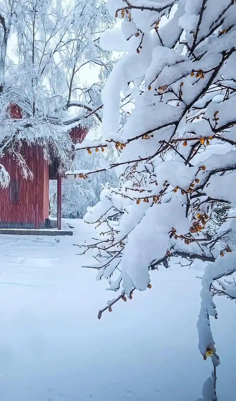 抖音图文来了 #梅花 #唯美意境 #雪景 #风景   霜雪 - 抖音