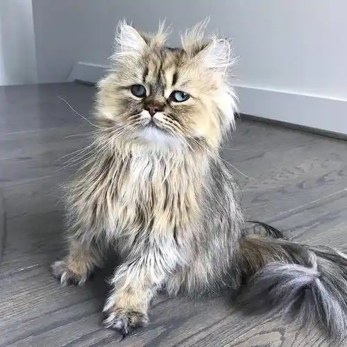 网红鳌拜猫高清图集,让人看一眼就爱上的猫咪,也就它能办到吧!