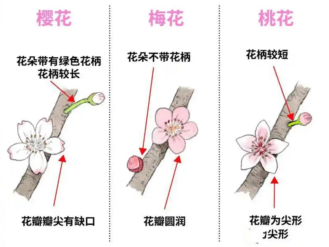 一张图快速识别春天的樱花梅花桃花 乱花渐欲迷人眼 桃花 梅花 樱花