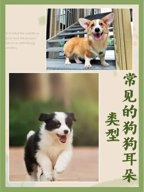 常见的狗狗耳朵类型