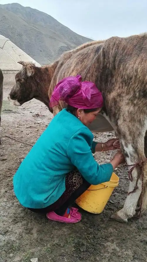 克族妇女在挤牛奶