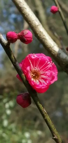 朱砂梅又称骨里红