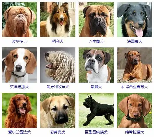 大型犬品种大全大型狗狗图片