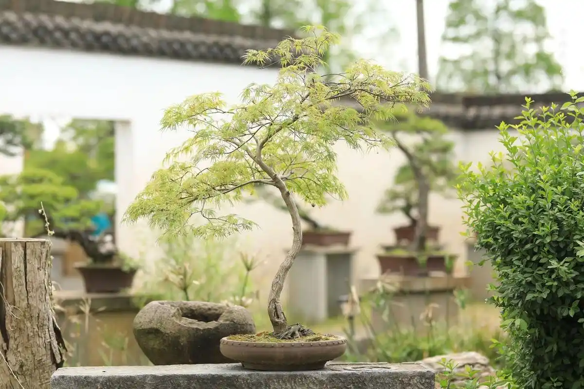 可地栽可盆栽的羽毛枫青龙 羽毛枫是我非常喜欢的枫树品种,尤其是绿色