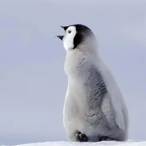 可爱,童年,童趣,摄影,气象,气候,张大嘴巴,童真,烂漫,无邪,皇企鹅