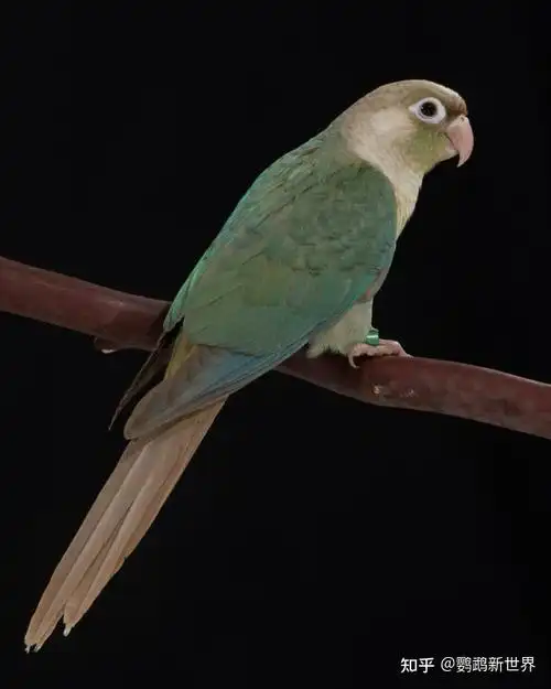 绿颊锥尾鹦鹉蓝化系列蓝化小太阳