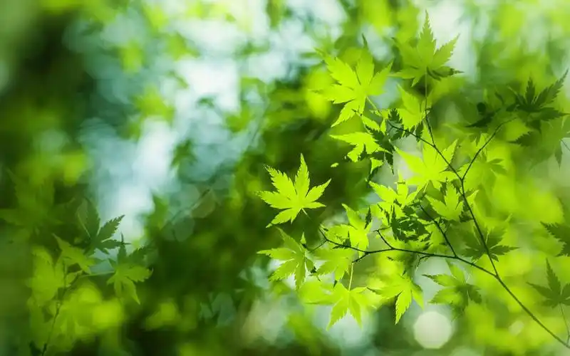 绿色枫叶清爽护眼风景桌面壁纸