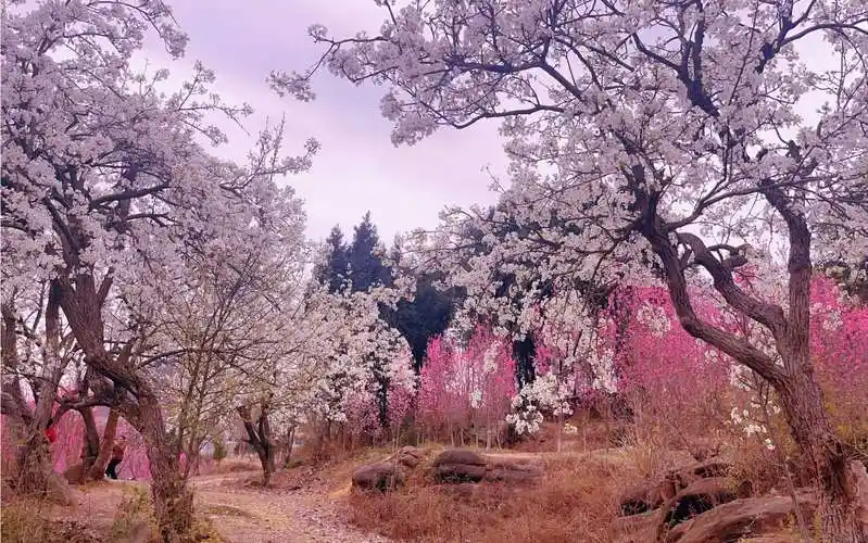 桃花林,三生三世十里桃花