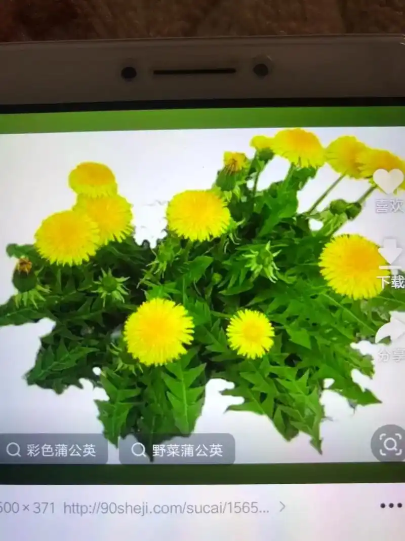 野菜蒲公英 蒲公英图 蒲公英图片 彩色蒲公英 00×371h - 抖音