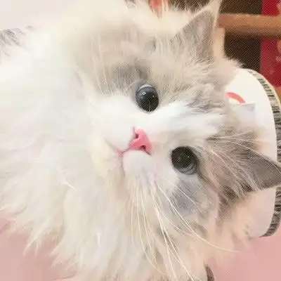 治愈感满满的又可爱又萌动物头像 呆萌无辜的小动物微信头像最新