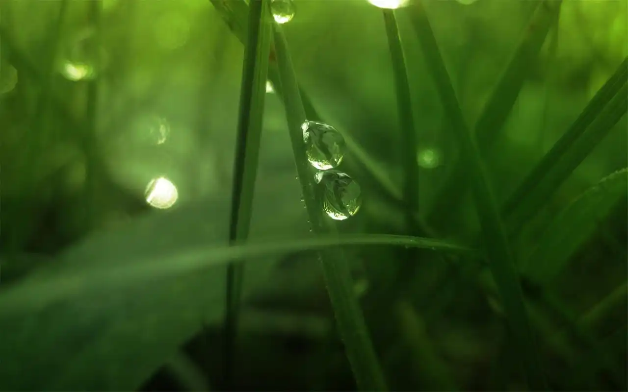 夏季清凉绿色清新树叶水滴桌面护眼壁纸