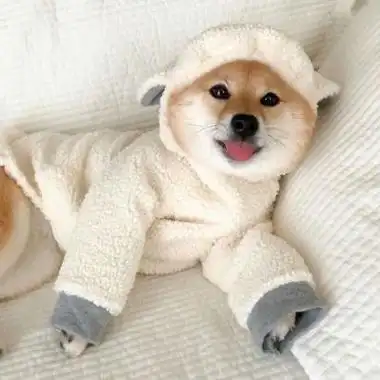 好听的宠物名字大全蠢萌幽默超可爱(可爱搞笑的宠物名字)-宠物取名