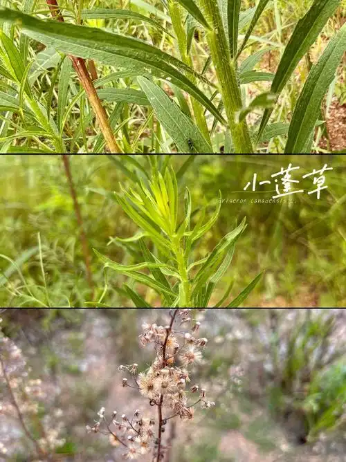 70小蓬草