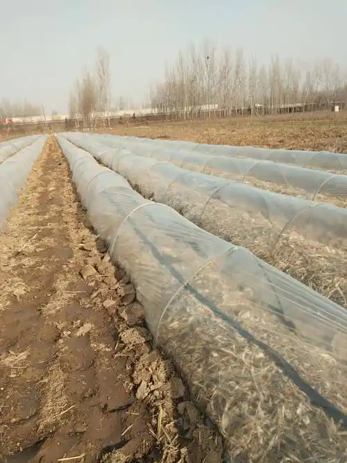 赤松茸 7cm-9cm 半开伞 鲜货 人工种植