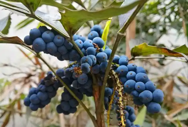红点果,跟白点果差不过,味道有点淡,没有白点果好吃.