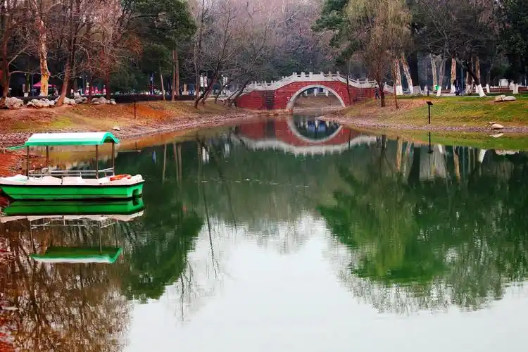 武汉解放公园郁金香绽放