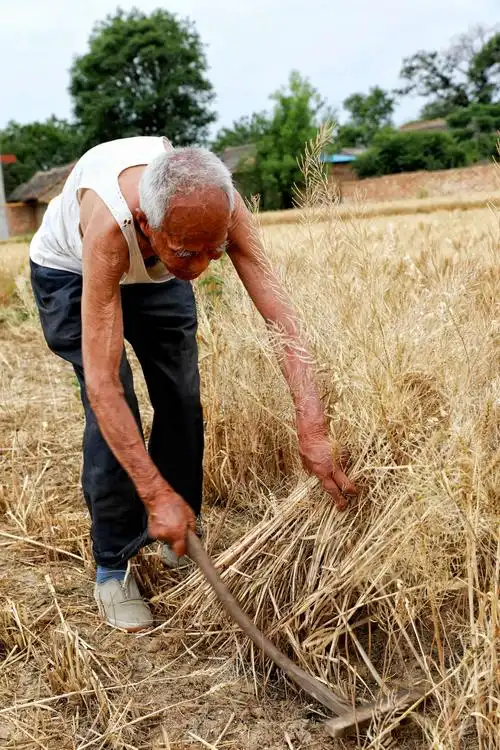 《一位退休老人的农耕情怀》