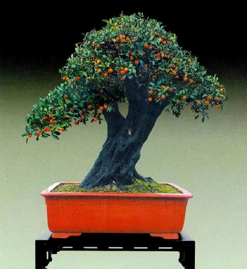 金弹子盆景要想美,管理很关键,你做对了吗?一起来看看