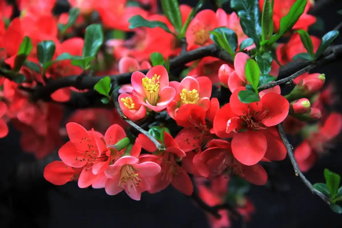 p>花叶海棠(学名: i>malus transitoria /i> (batalin) c. k.