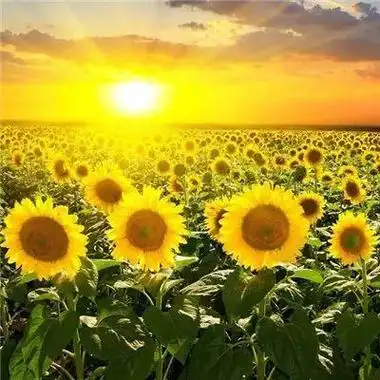 女人微信头像带来好运招财转运 女人幸运又聚财的图片