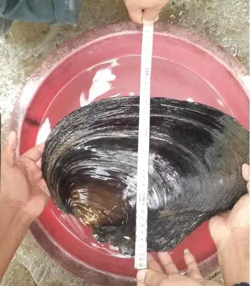 村民挖起11斤重罕见河蚌:有珍珠就赚大了!