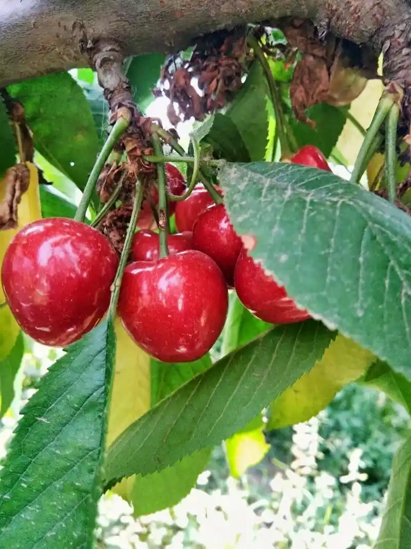 樱桃是日常生活中常见的一种水果,其中含有大量人体所需的营养成 - 抖