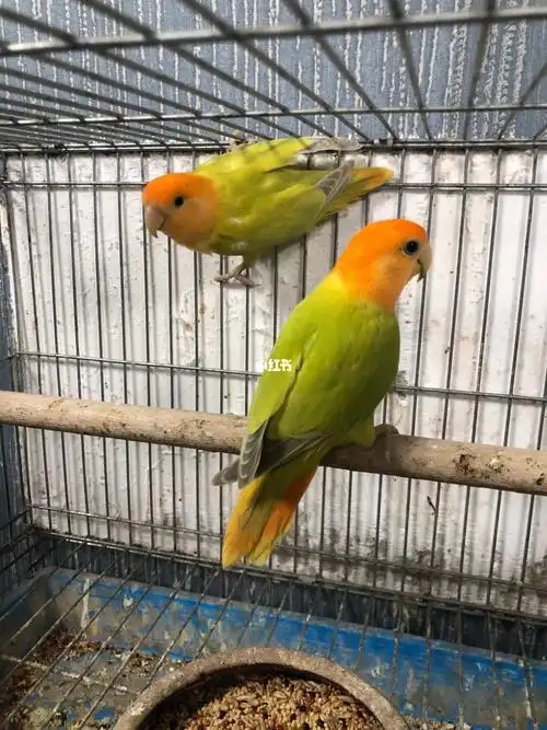 金头澳闪红配绿