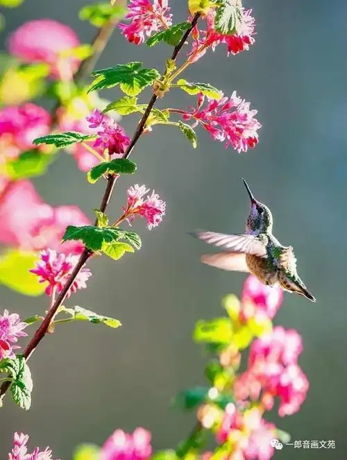 春天不止光有花儿还有喜晨的鸟儿向你问早安