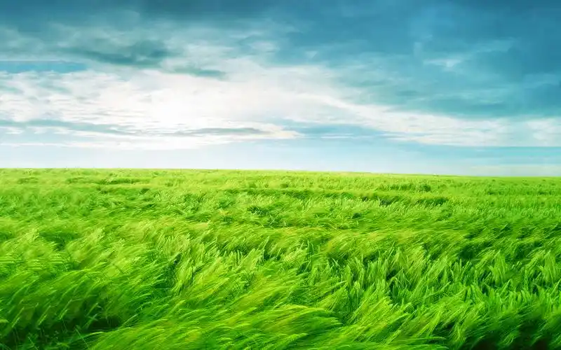 绿色护眼高清壁纸简单的世界很清新