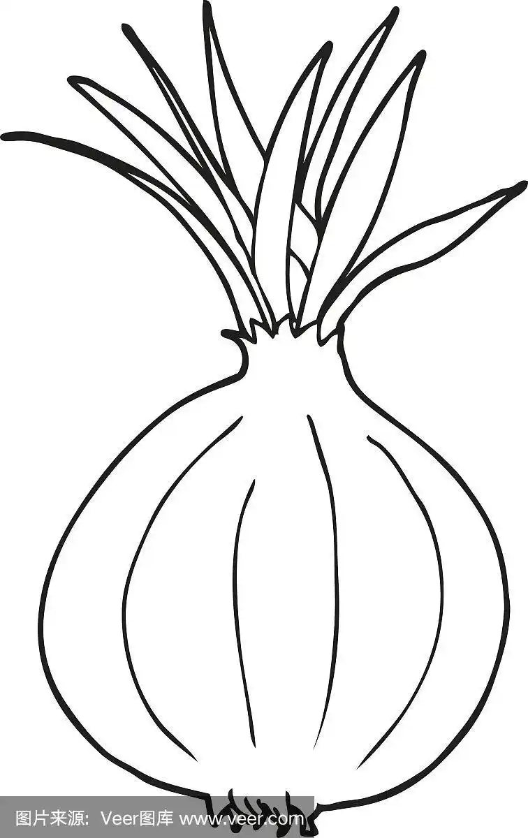 黑白卡通洋葱
