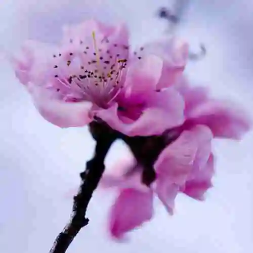 水杯雪中梅花风景微信非主流头像含苞的,绽放的梅花微信头像图片 昨天