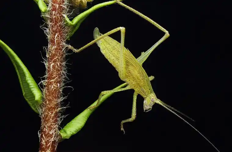 自然精灵之褐背螽斯的一生