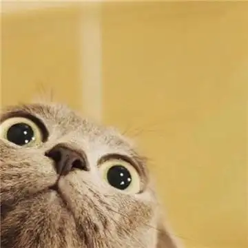 关于猫咪情侣头像不带人搞笑 我们是两只相亲相爱的喵星人