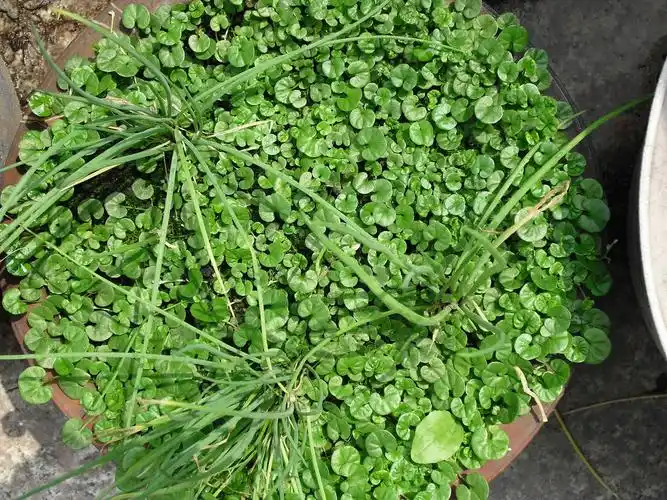 这个植物叫什么?好像是草药