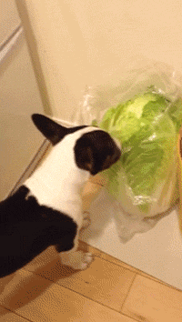 住了吧95这只狗子一看就是一只精致汪,吃白菜都讲究细嚼慢咽95俗